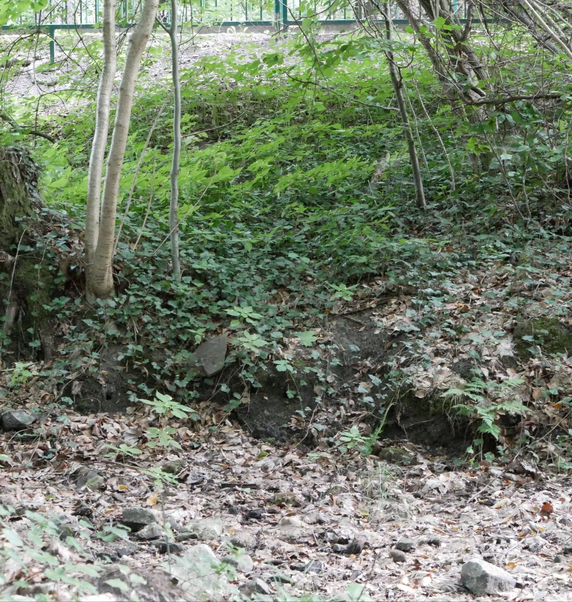 P1010020.jpg